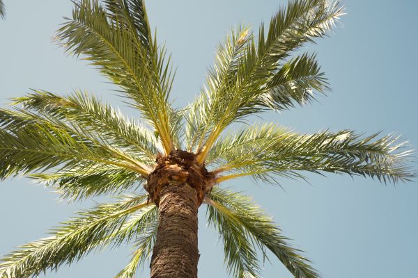 Palm Tree Pruning in Stuart