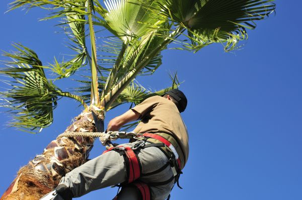 Palm Tree Trimming in Stuart