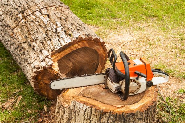 Tree Cutting Service in Stuart