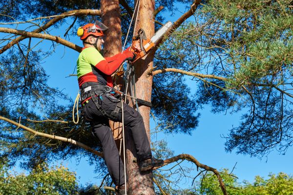 Tree Service in Stuart