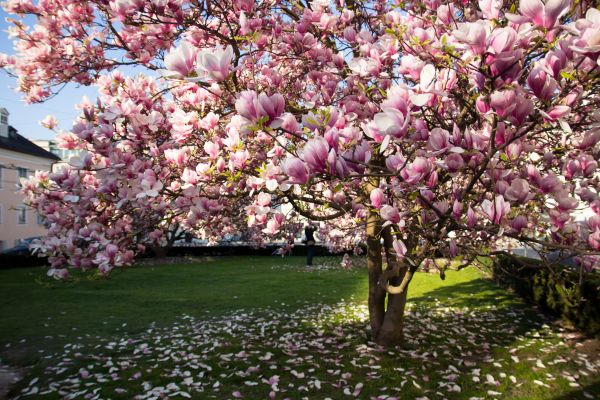 Cost of Ornamental Tree Pruning in Stuart