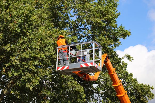 Commercial Tree Service in Stuart