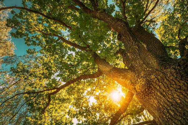 Cost of Oak Tree Pruning in Stuart