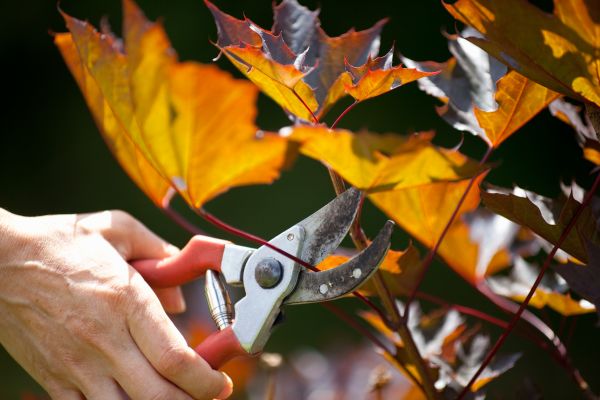 Cost of Maple Tree Pruning in Stuart