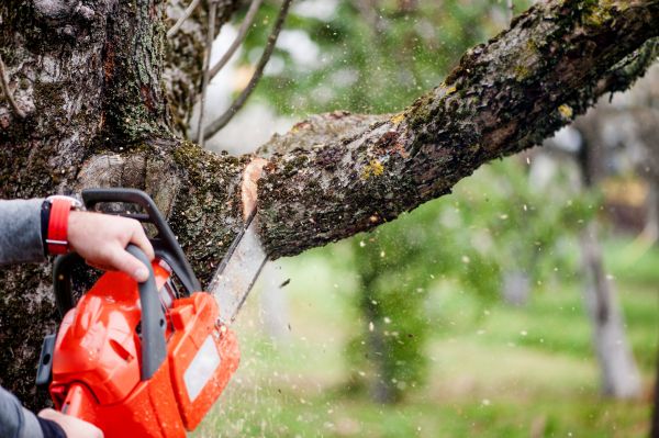 Cost of Tree Limbs Removal in Stuart