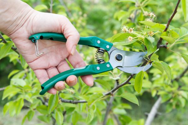 Cost of Pear Tree Pruning in Stuart