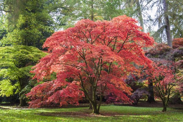 Japanese Maple Pruning in Stuart