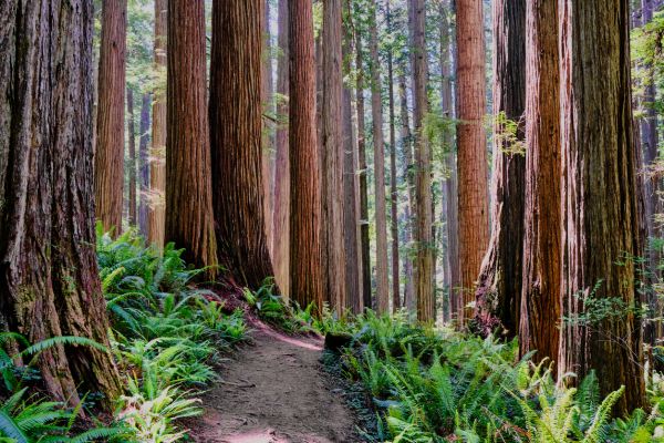 Cost of Redwood Tree Trimming in Stuart