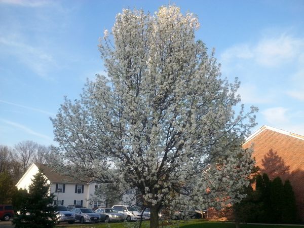 Cost of Bradford Pear Tree Pruning in Stuart