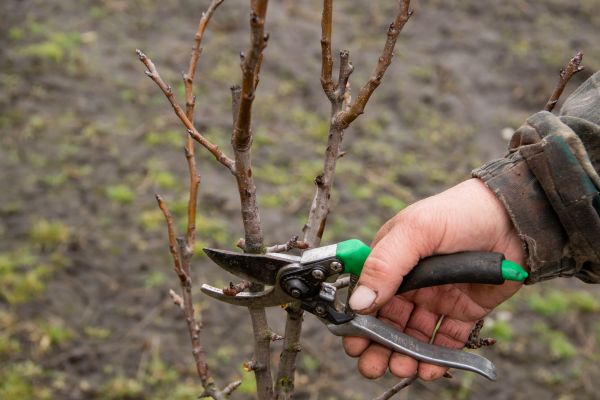 Cost of Pear Trees Pruning in Stuart