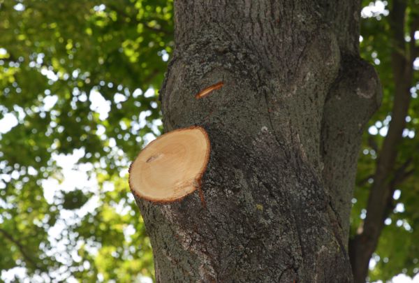 Cost of Limb Cutting in Stuart