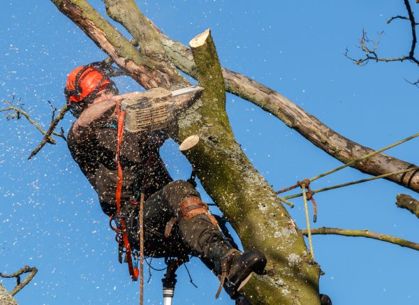 Tree Trimming Service in Stuart