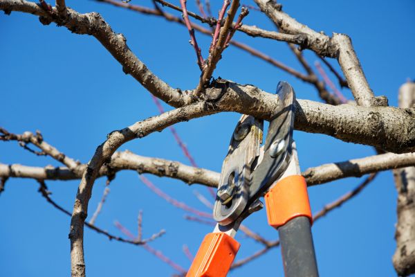 Tree Pruning in Stuart