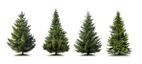 Cost of Pine Tree Trimming in Stuart