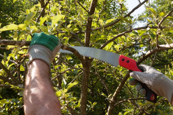 Apple Tree Trimming in Stuart