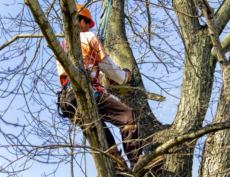 Tree Canopy Thinning detail
