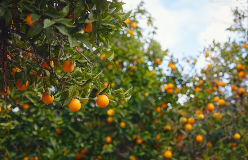 Orange Tree Pruning